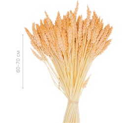 Пшеница, персиковый цвет